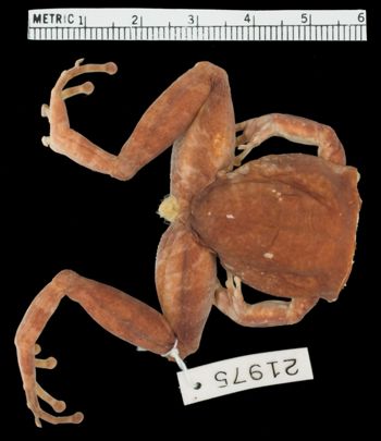 Media type: image;   Herpetology A-21975